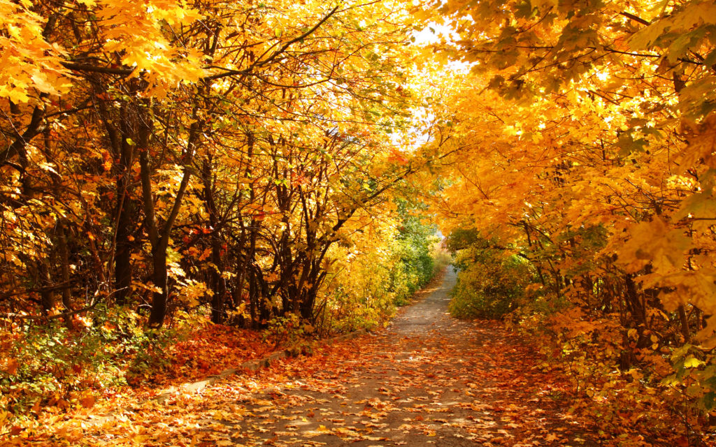 automne-java
